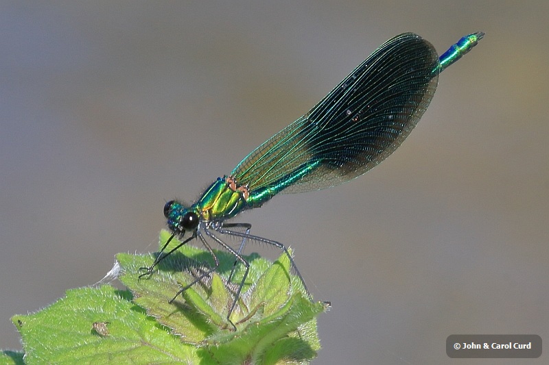 IMG_0751 Calopteryx xanthostoma male.JPG